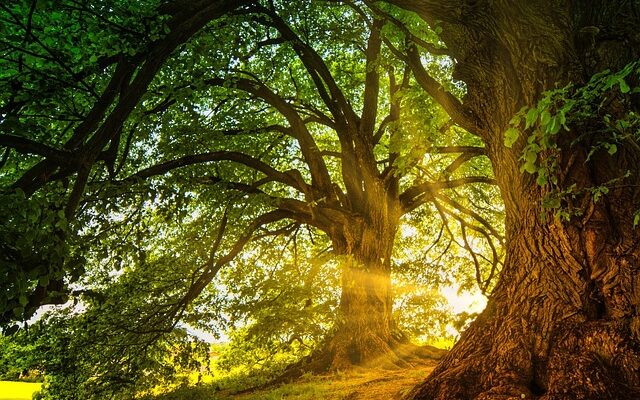 Lebensraum für tiere: Wie permakultur die artenvielfalt fördert