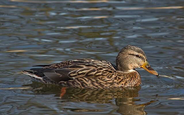 Ordbøger, apps og anagrammer: Værktøjer til krydsordsnørder