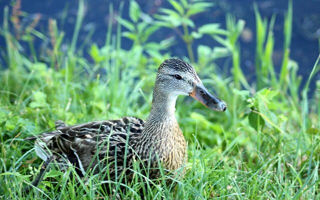 Derfor dukker holbergfigurer ofte op i krydsord