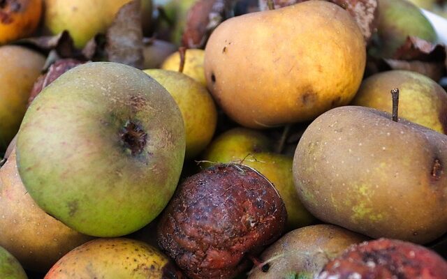 Madspild: Gode råd til at bruge rester kreativt